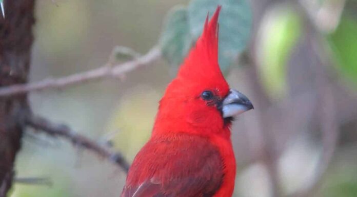 Dove nidificano i cardinali?
