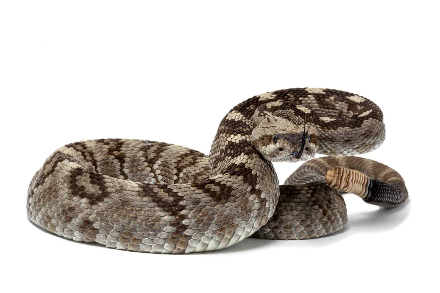 Ornato Rattlesnake dalla coda nera, Crotalus ornatus isolato su sfondo bianco