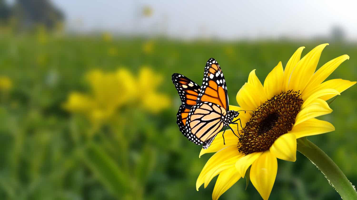 farfalla monarca sul fiore.  Immagine di una farfalla monarca sul girasole con sfondo sfocato.  Natura stock immagine di un insetto primo piano.  La più bella immagine di una farfalla con le ali sui fiori.