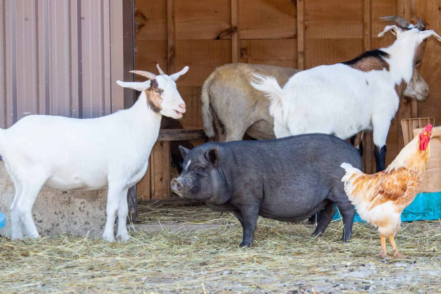Animali da fattoria in piedi al di fuori di un fienile
