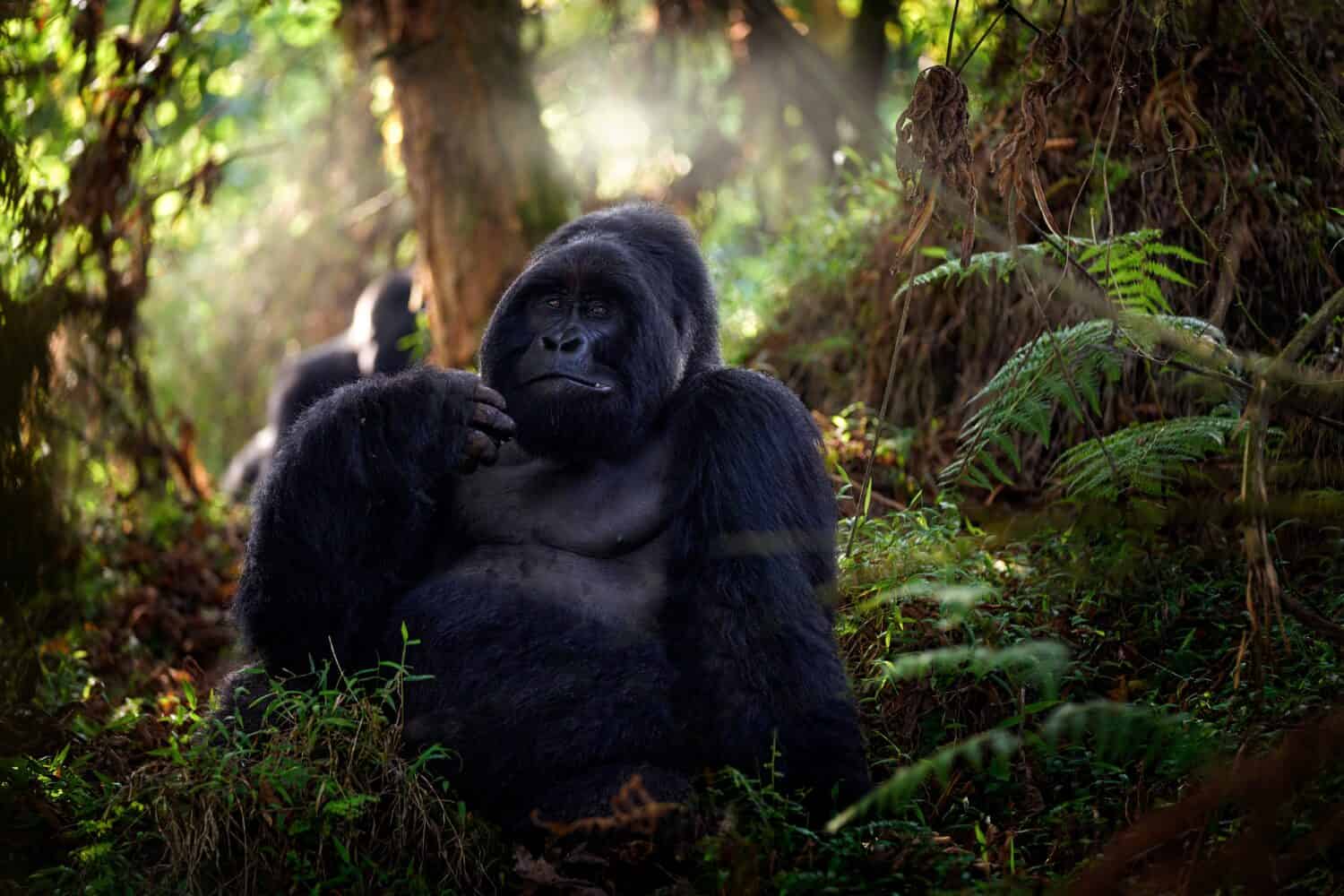 Gorilla di montagna, parco nazionale di Mgahinga in Uganda.  Foto ravvicinata di una grande scimmia silverback nera selvaggia nella foresta, Africa.  Natura della fauna selvatica.  Mammifero nella vegetazione verde.  Gorilla seduto nella foresta,