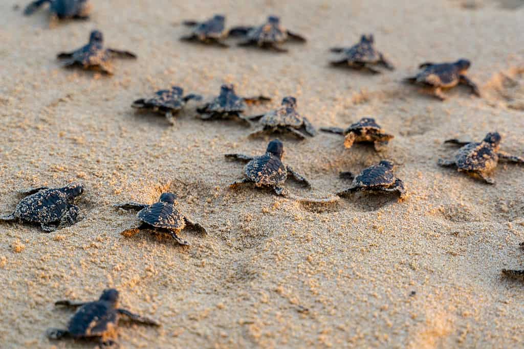 Piccole tartarughe marine che corrono verso l'oceano
