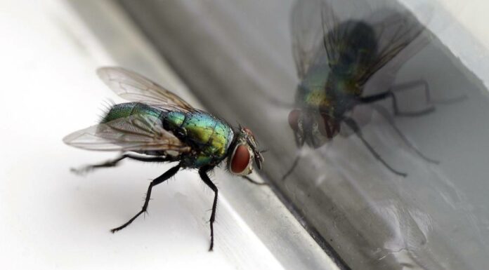 Scopri 5 semplici rimedi casalinghi per sbarazzarti delle mosche
