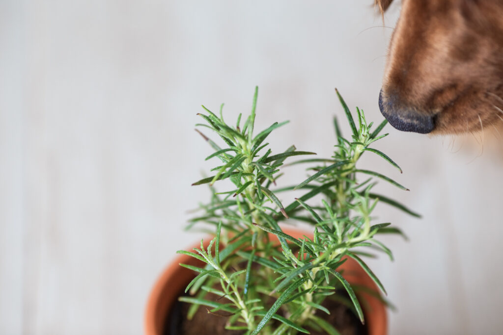 Cane che annusa rosmarino fresco in una pentola