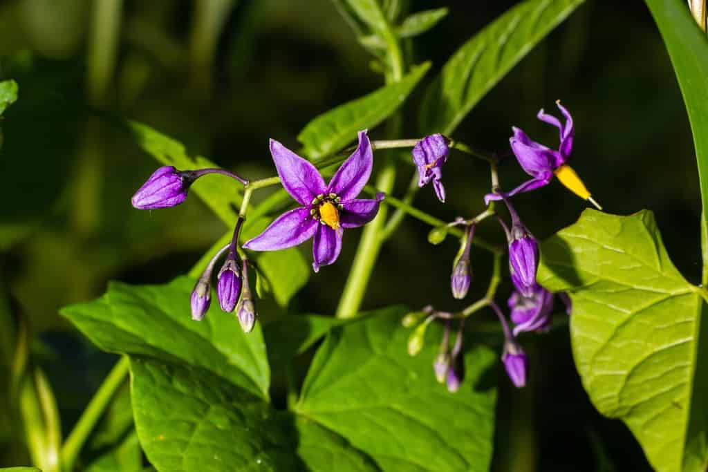Belladonna agrodolce, Solanum dulcamara, fiori e boccioli con foglie da vicino.