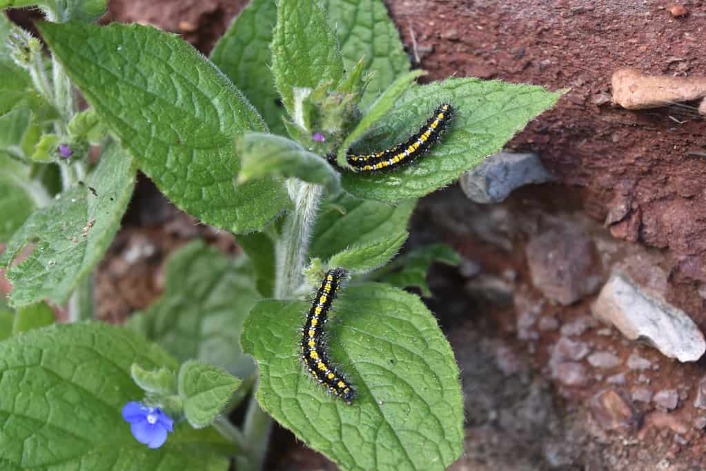 Bruco di falena tigre scarlatta