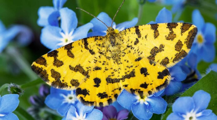 Falena nera e gialla: di che tipo è?
