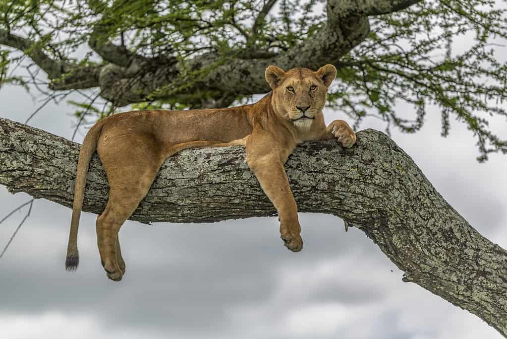 Questa leonessa esplora il paesaggio in cerca di prede dall'alto di un albero di acacia nel Parco Nazionale del Serengeti, in Tanzania.