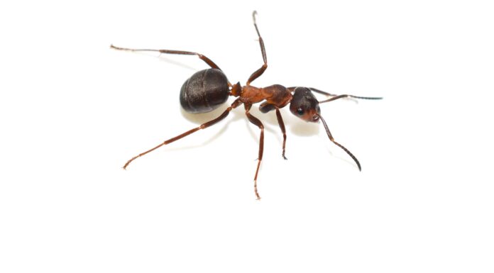  Quante zampe hanno le formiche?  10 fatti interessanti sulle zampe di formica
