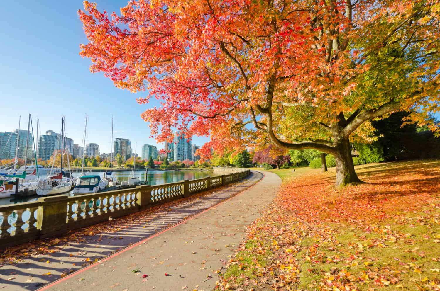 I colori dell'autunno.  Splendida passeggiata sul mare nel parco.  Stanley Park a Vancouver.  Canada.