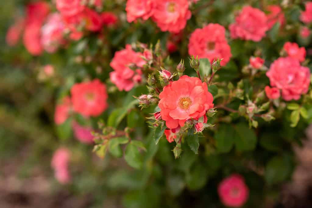 Coral drift rosa, primo piano in fiore nel giardino