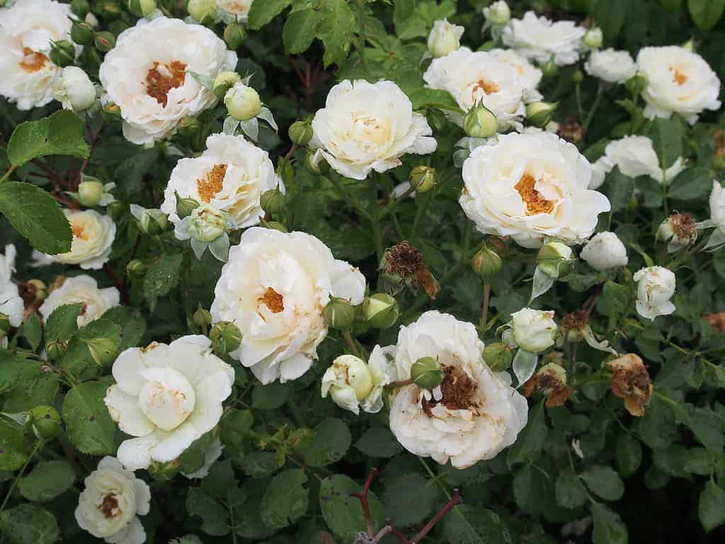 Snowdrift Rose, una rosa bianca a doppio petalo in piena fioritura contro foglie lucide verde scuro. 