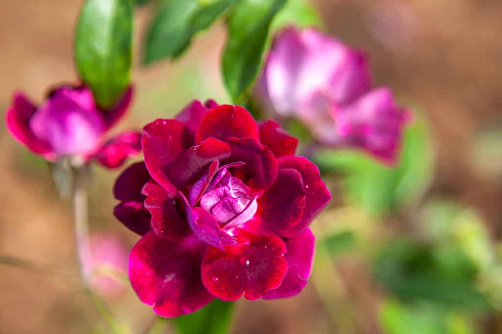 Fiore di rosa dell'iceberg di Borgogna nel campo.  Nome scientifico: Rosa ' Burgundy Iceberg'.  Fiore in fiore Colore: viola intenso, con rovescio più chiaro