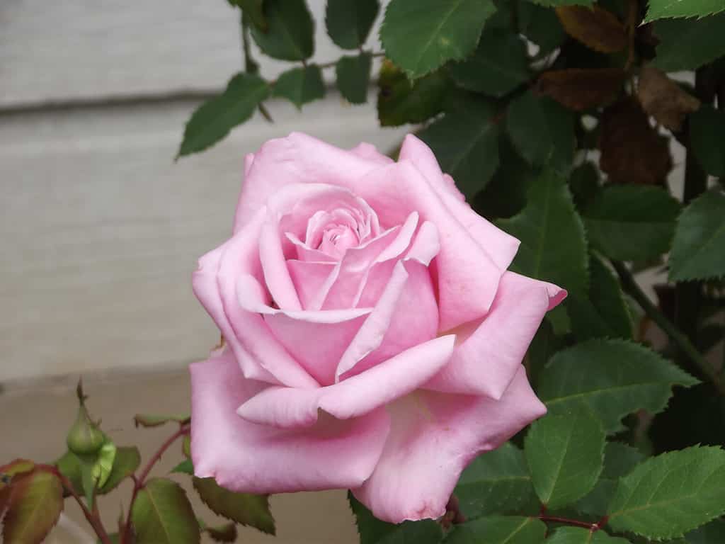Il sogno stretto di Belinda è una rosa rosa fiorita