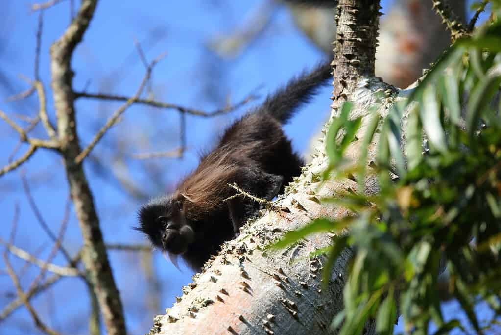 Black Colobus Monkey nel Parco Nazionale di Kibale, Uganda