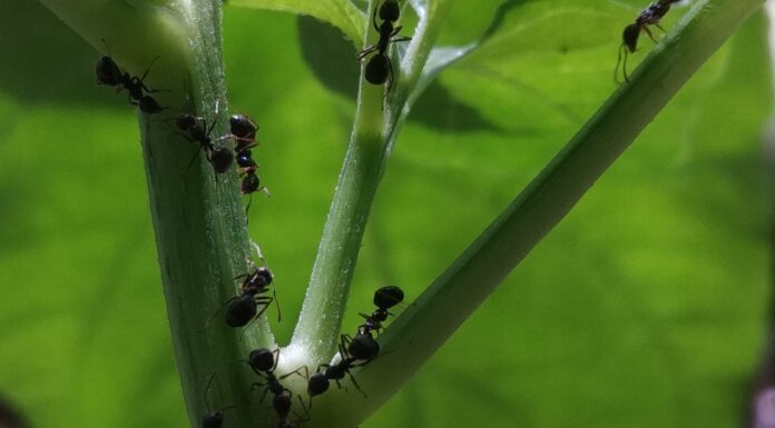  I Pennsylvaniani si preparano!  Questi 5 tipi di formiche emergeranno quest'estate
