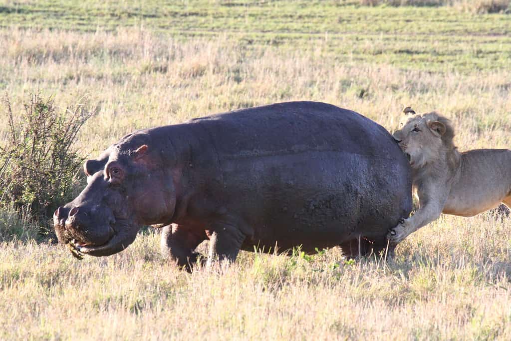 Cucciolo di leone che insegue giovane ippopotamo, artigli di leoni nella schiena di ippopotami.  Questa è stata una caccia senza successo.  Foto di alta qualità