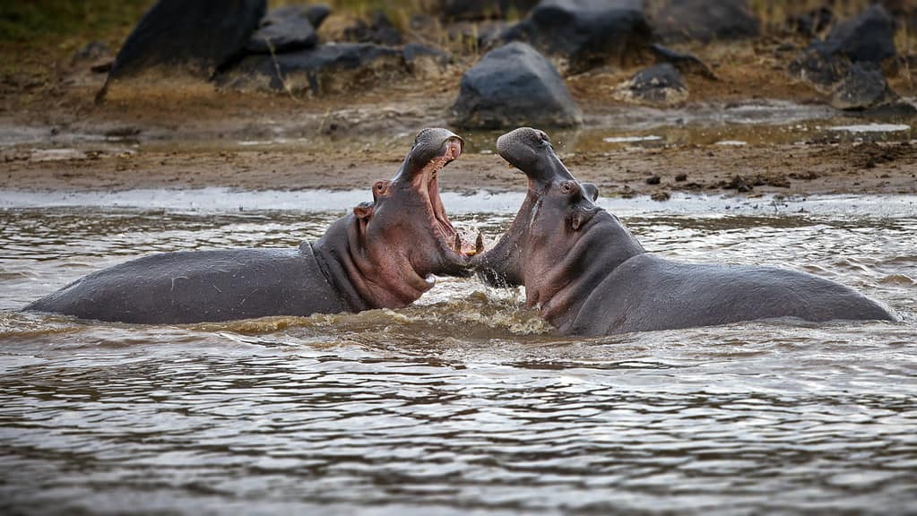 Due enormi ippopotami che combattono tra loro nello stagno, Masai Mara