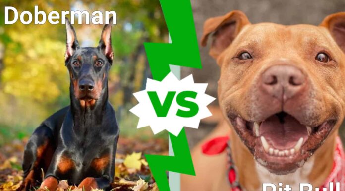  Doberman Pinscher vs.  Pit Bull: quale cane vincerebbe in un combattimento?
