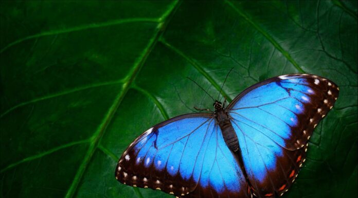 Avvistamenti di farfalle nere e blu: significato spirituale e simbolismo
