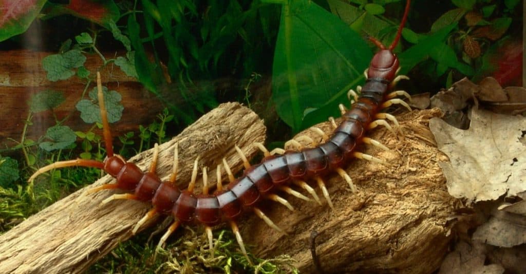 Centopiedi gigante amazzonico Scolopendra gigantea nel terrario