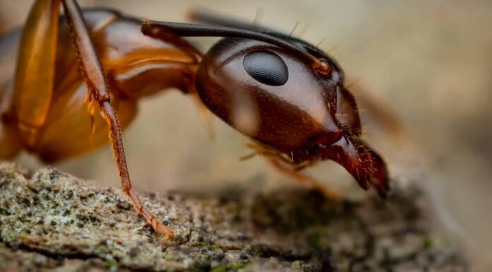 Scopri i 7 tipi di formiche che emergeranno in Alabama quest'estate
