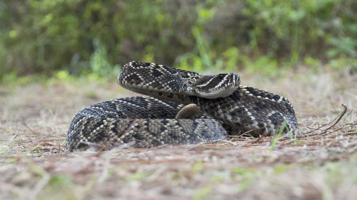 Vista completa del serpente a sonagli Dimondback orientale