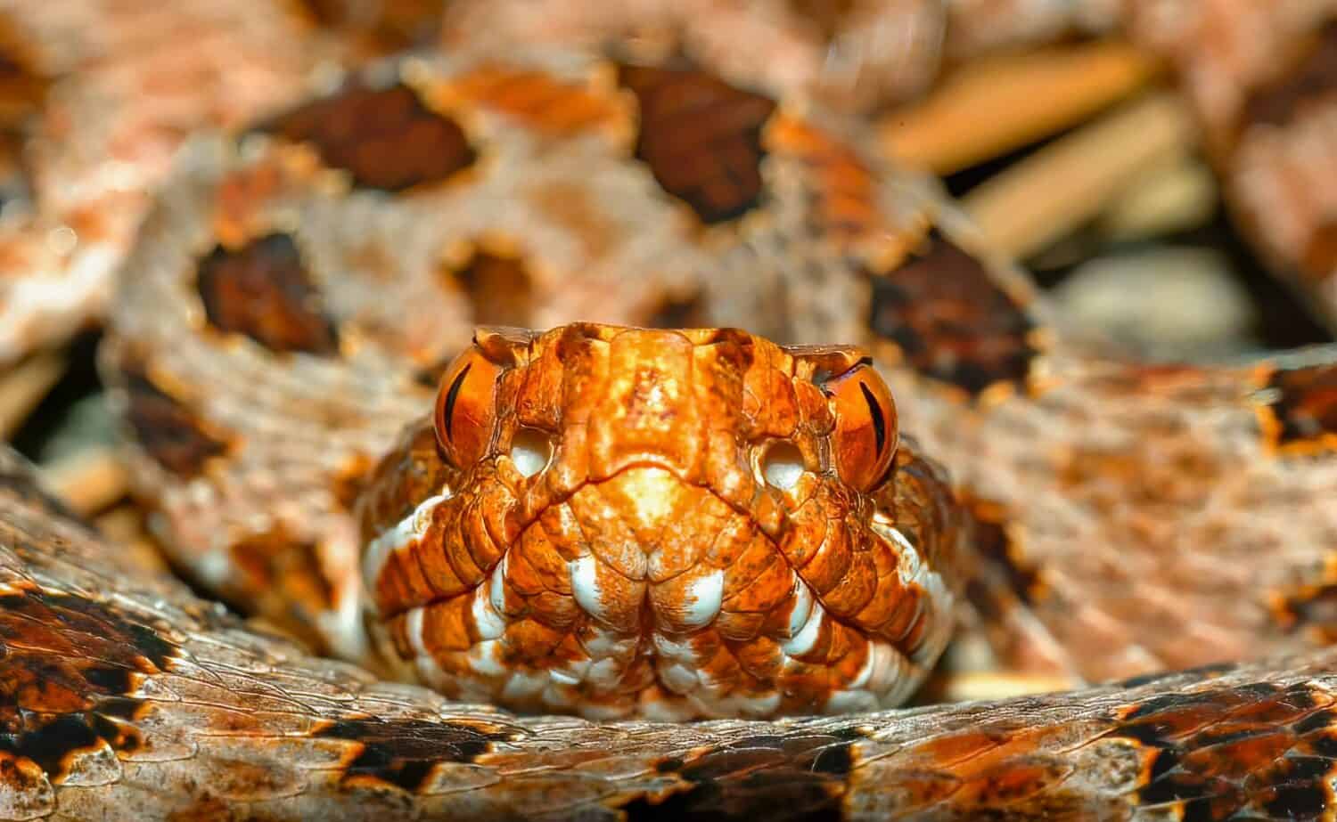 Vista ravvicinata della fase rossa Carolina Pigmy o rattlesnake pigmeo - Sistrurus miliarius miliarus - vista frontale della testa e del viso che mostra le fosse di rilevamento del calore su entrambi i lati.  Confine della Georgia North Carolina. 