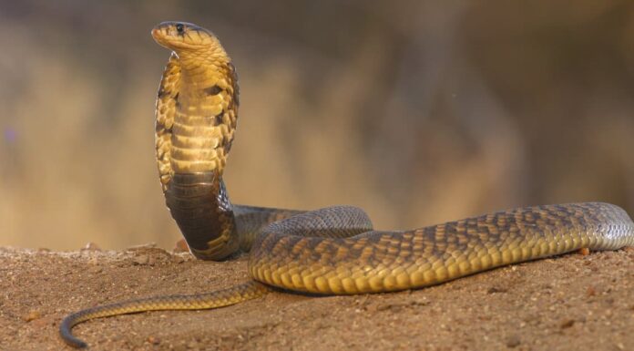 Quale fiume ha più serpenti velenosi: il fiume Mississippi contro il fiume Nilo
