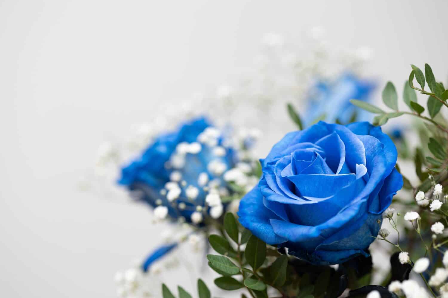 Bouquet con rose blu medio su sfondo neutro, copia spazio