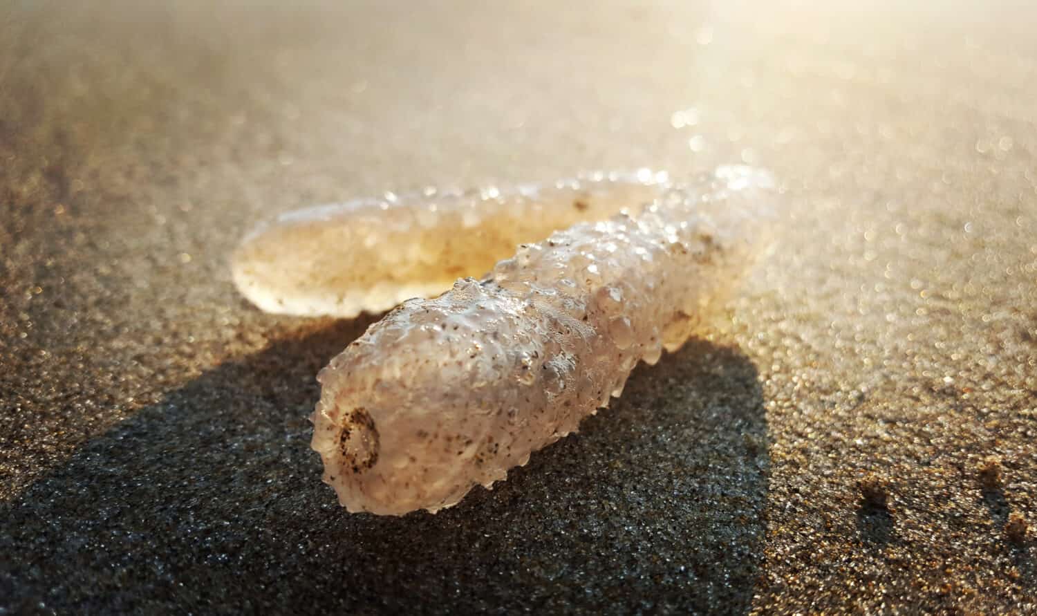 Pirosomi sulla spiaggia in Oregon