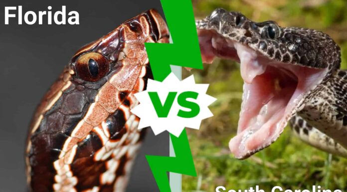 Florida vs Carolina del Sud: quale stato ha più serpenti velenosi?
