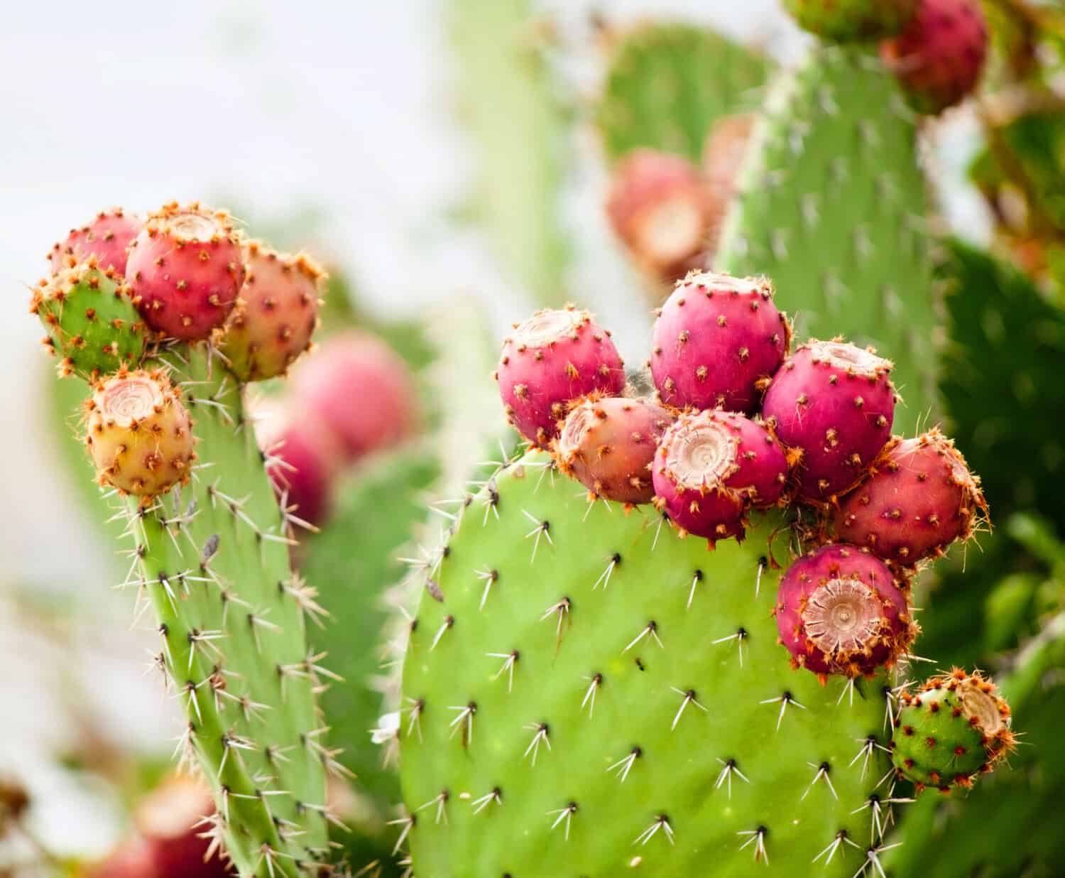 Ficodindia cactus primo piano con frutta di colore rosso, spine di cactus.