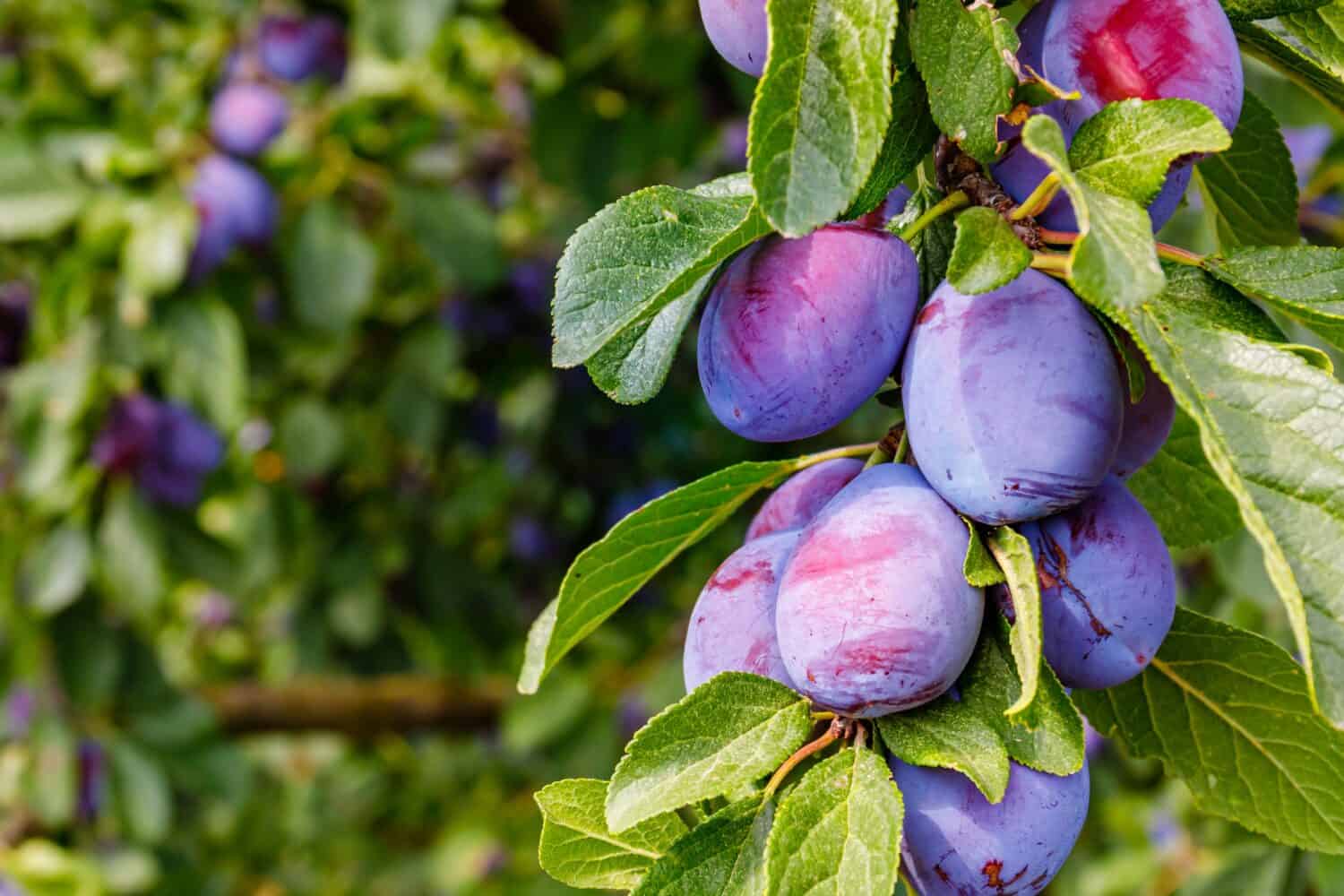 fuoco selettivo.  Prugne viola blu mature nel giardino delle prugne.  Agricoltura Sfondo di Haversting.  manny frutti maturi in piantagione.  Prugne mature in orchad.