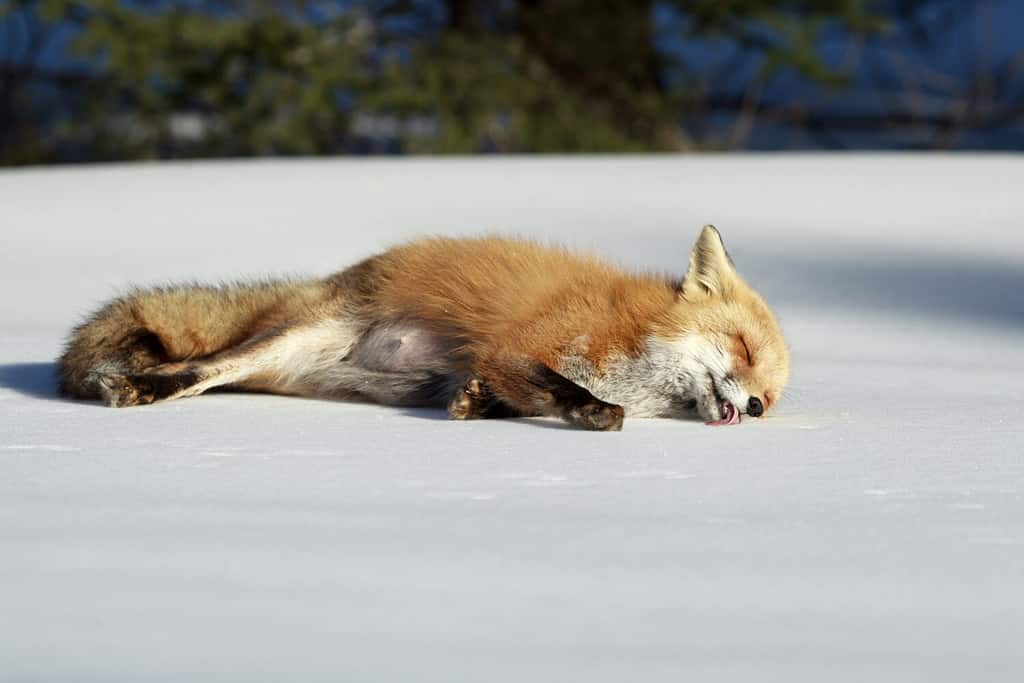 Una volpe rossa incinta che si sdraia e lecca la neve