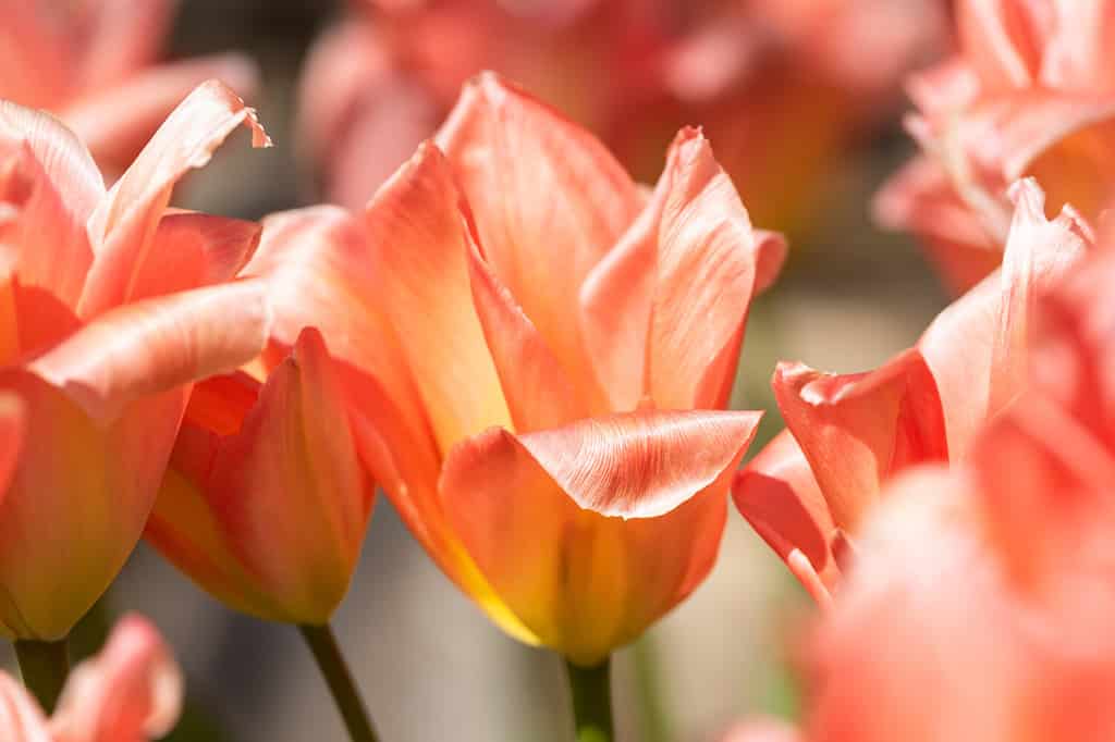 Tulipano albicocca, Tulipa 'Albicocca Impression'
