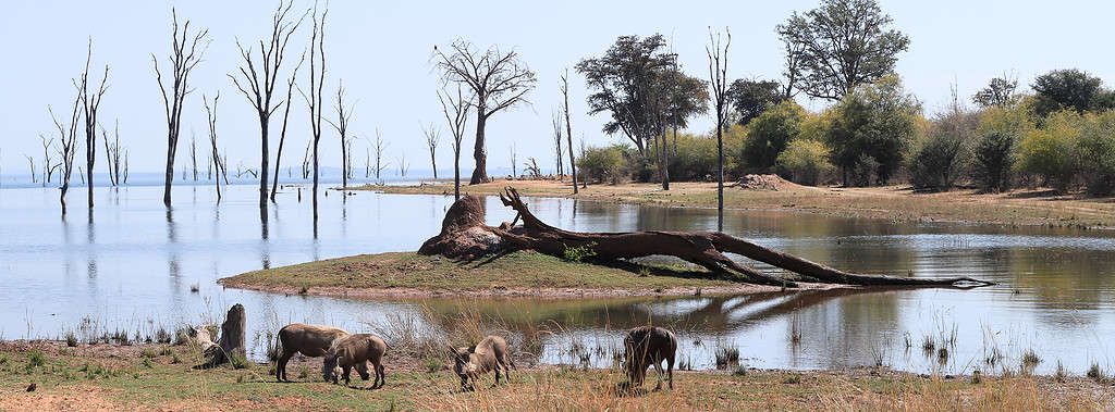 I facoceri si sono riuniti in un gruppo intorno al lago Kariba, nello Zimbabwe.