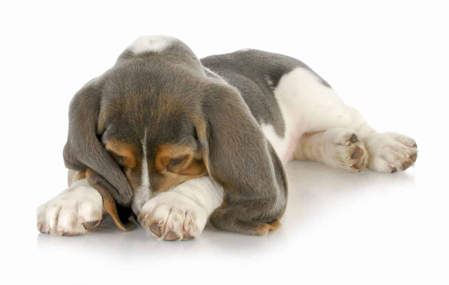 cucciolo carino - cucciolo di basset hound che seppellisce il naso nelle zampe con la riflessione su sfondo bianco