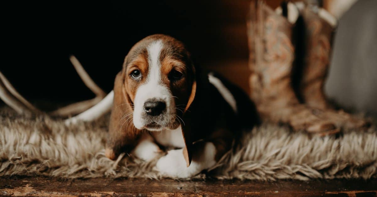 Incontra i 15 Basset Hound più carini del mondo