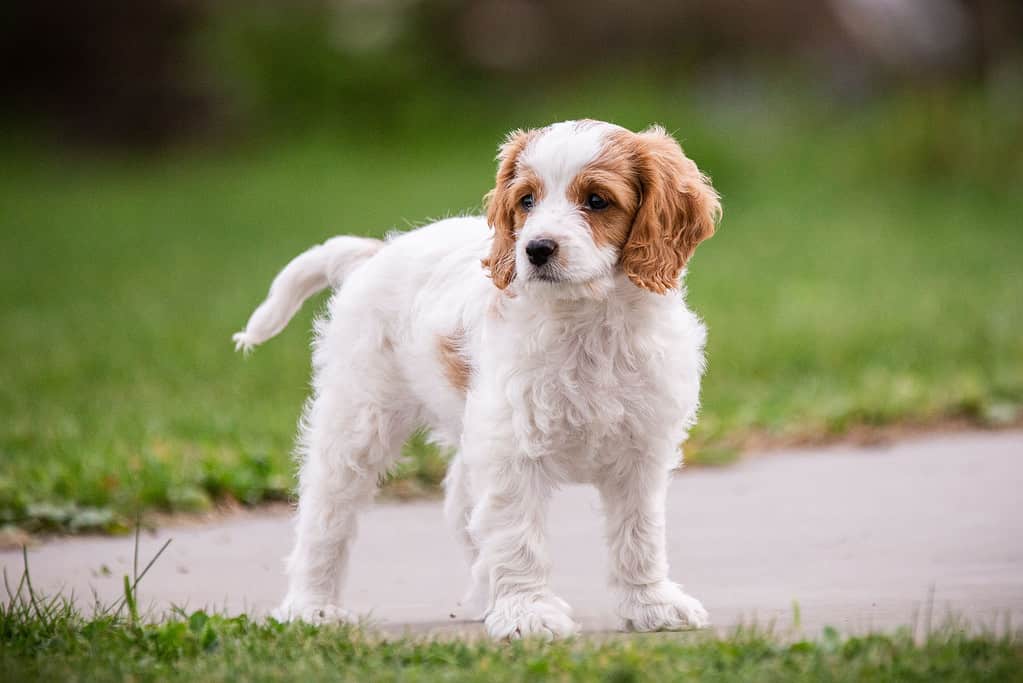 Un simpatico cane Cavachon in piedi nel parco