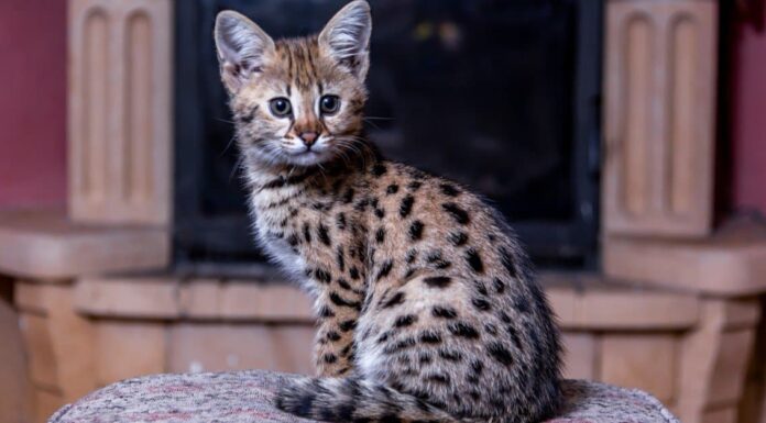 Savannah Cat Prezzi nel 2023: costo di acquisto, fatture veterinarie e altri costi
