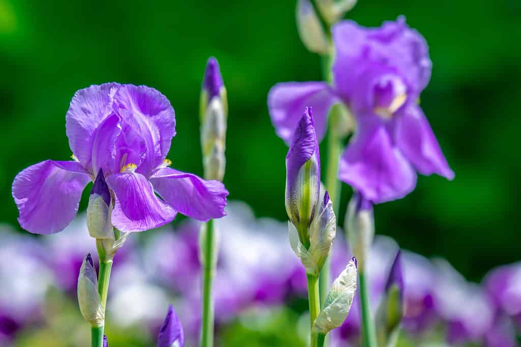 Bellissimi fiori barbuti viola lavanda-blu e fogliame variegato sulla pianta Dalmata o iride dolce, con messa a fuoco selettiva, profondità di campo bassa e sfondo sfocato.