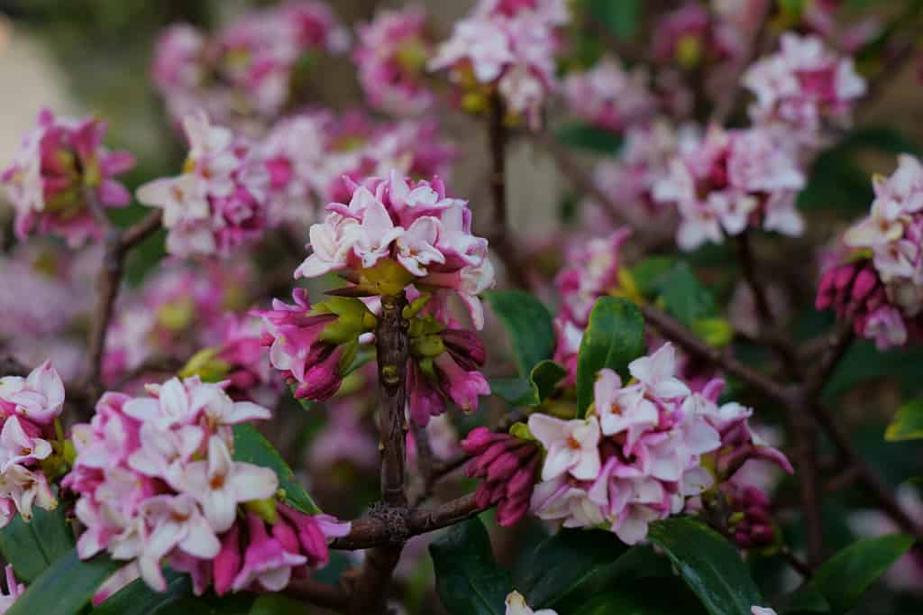 Daphne invernale (Daphne odora) all'inizio della primavera giapponese