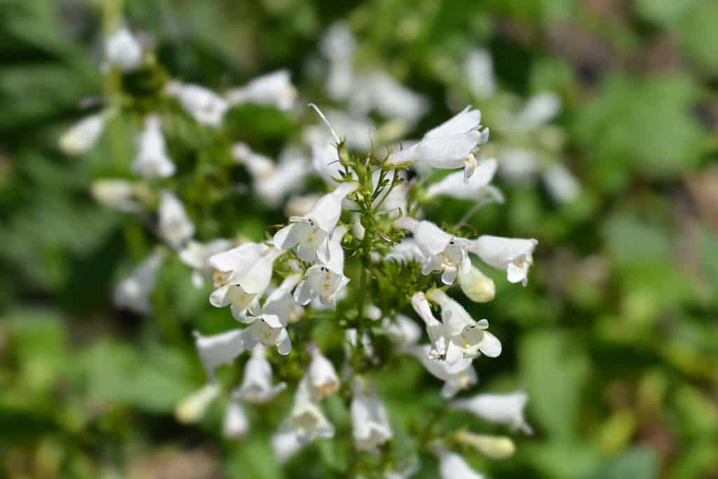 Cobaea barba lingua fiore bianco - nome latino - Penstemon cobaea