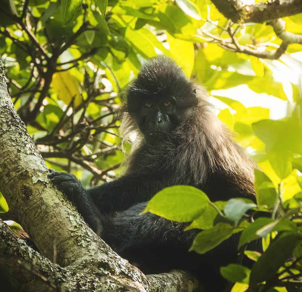 Scimmia selvaggia ugandese di Mangabey alla luce del sole