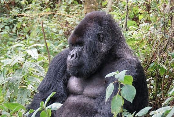 9 bellissimi parchi nazionali in Uganda
