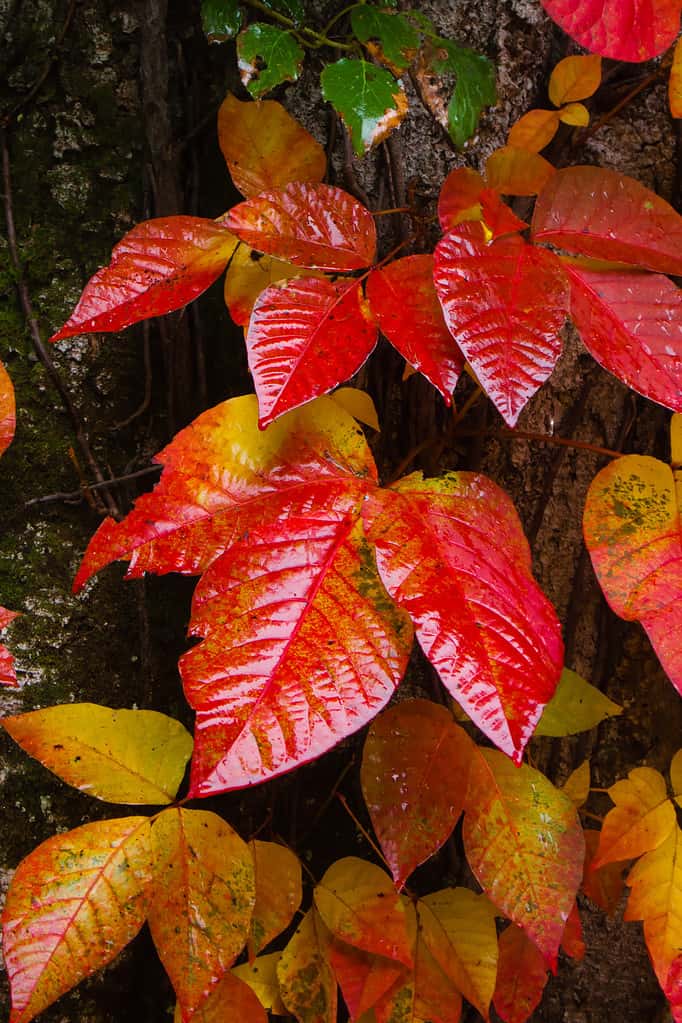 Foglie di edera velenosa in autunno che sono diventate rosse.