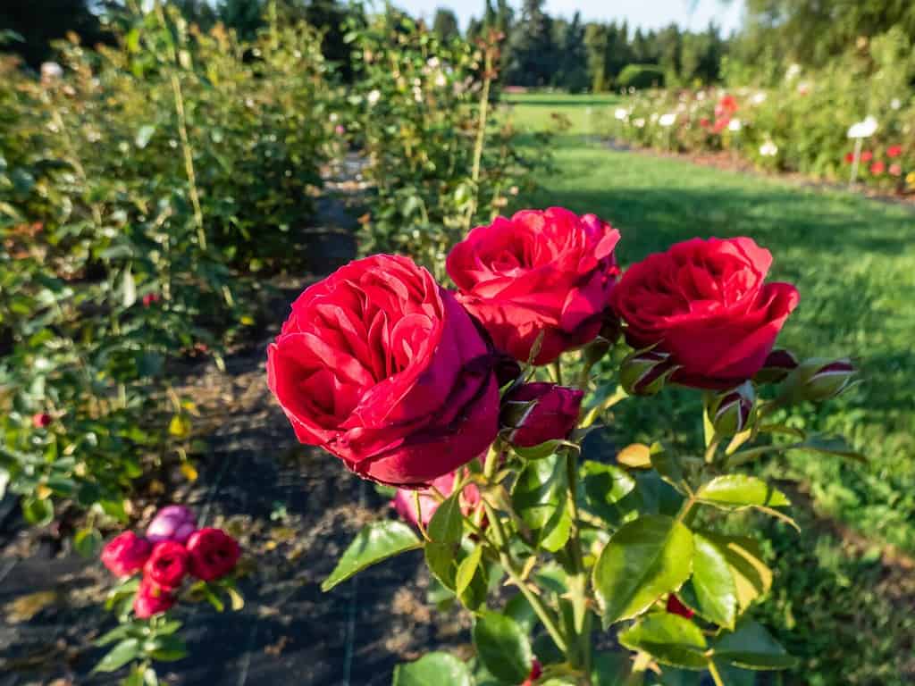 Rosa rampicante 'Red eden rose' fioritura con fiori grandi, pieni, fioriti a grappolo, a coppa, vecchio stile in condizioni di luce solare intensa in un parco