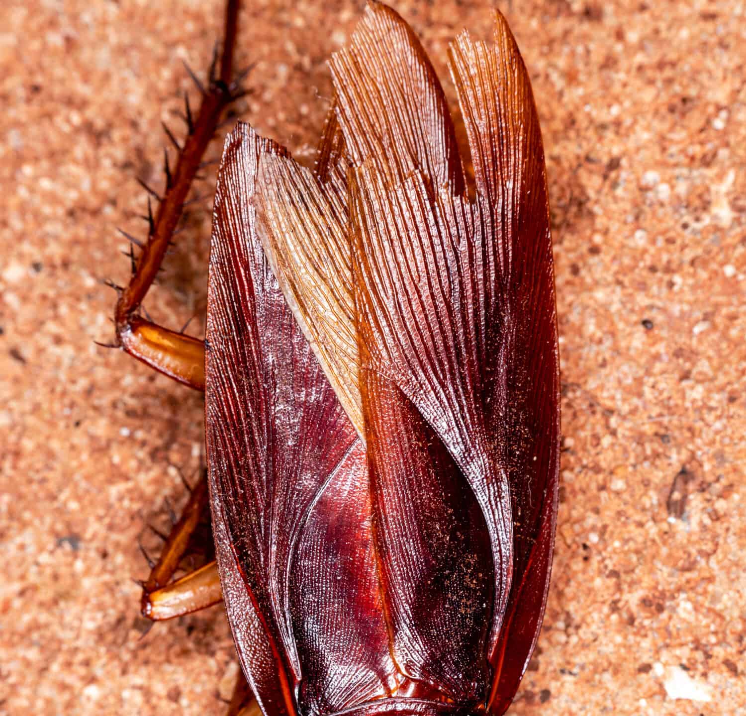 Foto del primo piano di uno scarafaggio (Periplaneta americana). 