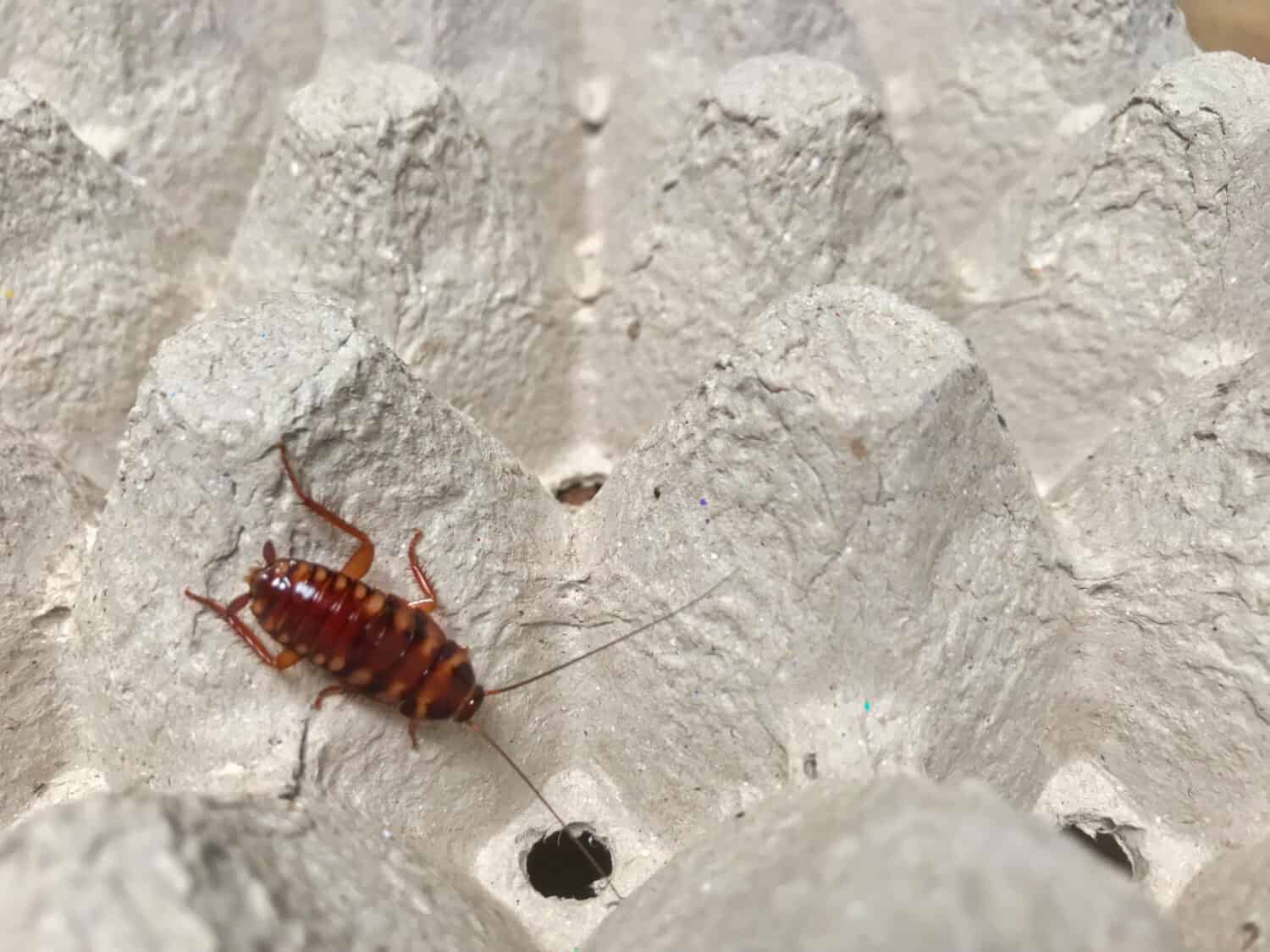 Lo scarafaggio fasciato marrone trova cibo sulla carta del pannello delle uova.  Un insetto è sporco e ha una malattia.